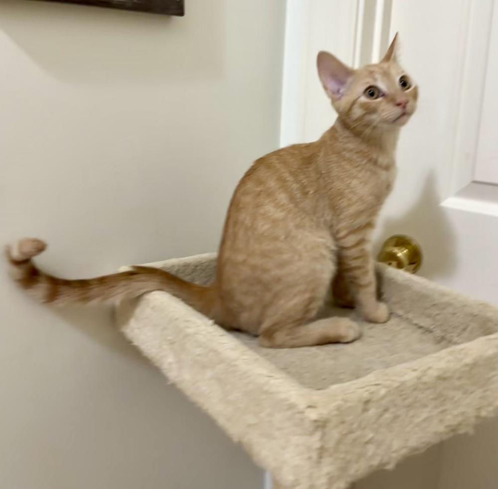 Enlarge Grilly Idol, a Adoptable mixed breed in Wilmington, NC image 2/2