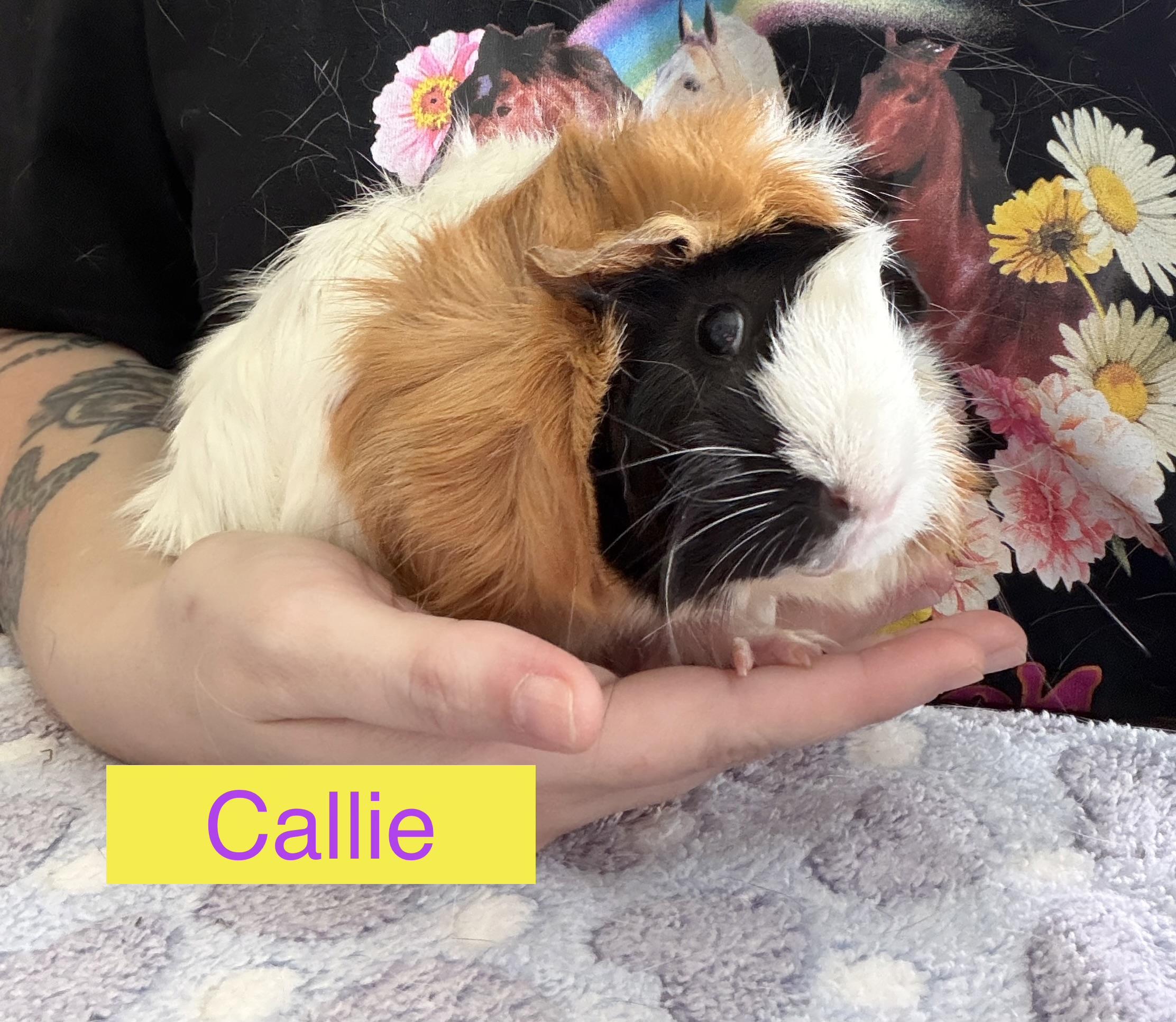 Callie & Praline, an adoptable Guinea Pig in Austin, TX image 3/5