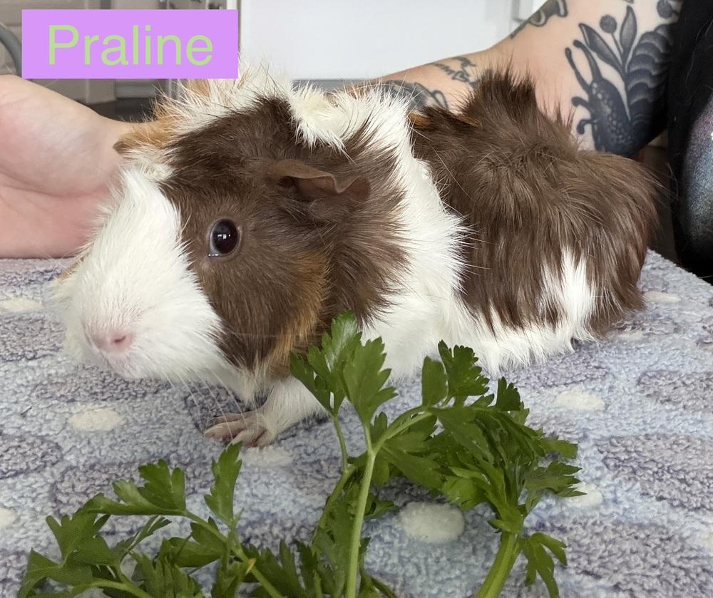 Callie & Praline, an adoptable Guinea Pig in Austin, TX image 5/5