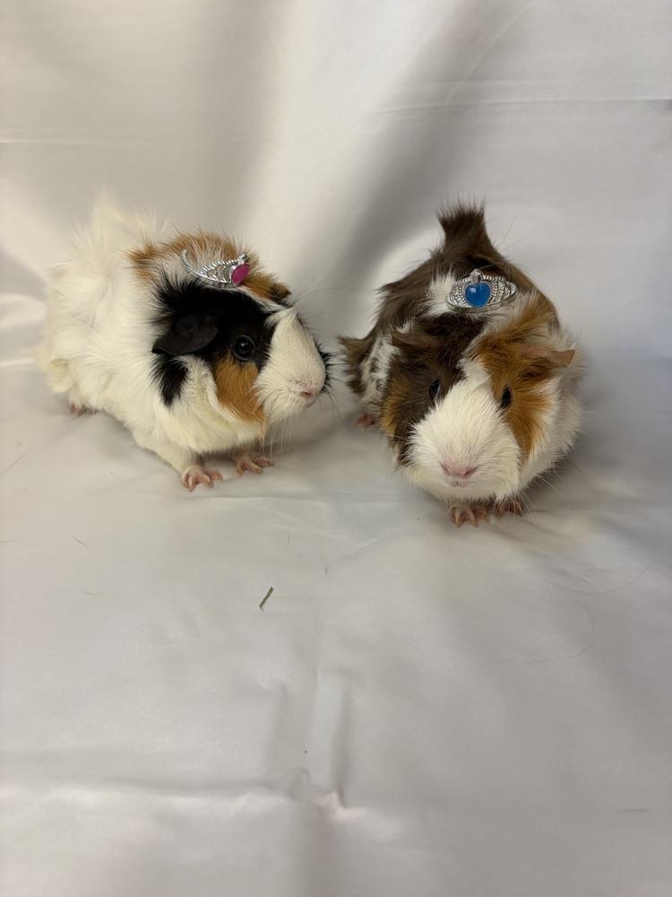 Callie & Praline, an adoptable Guinea Pig in Austin, TX image 2/5