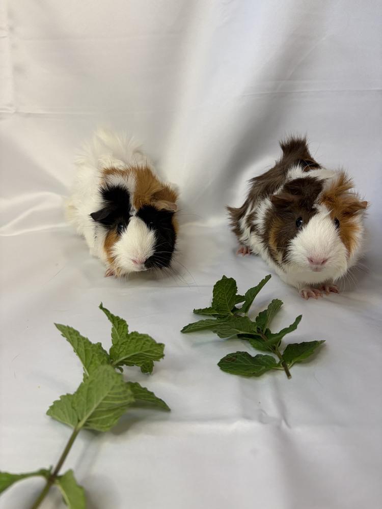 Callie & Praline, an adoptable Guinea Pig in Austin, TX image 4/5