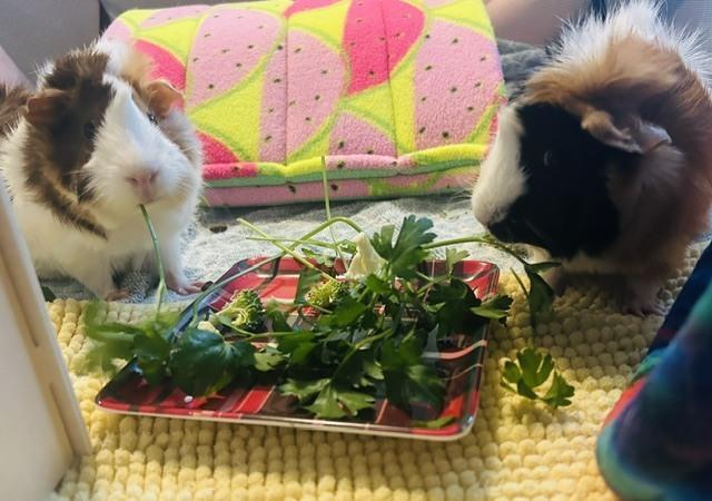 Callie & Praline, adoptable, Adult Female Guinea Pig.