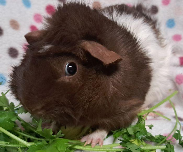 Amaretto , adoptable, Adult Female Abyssinian.