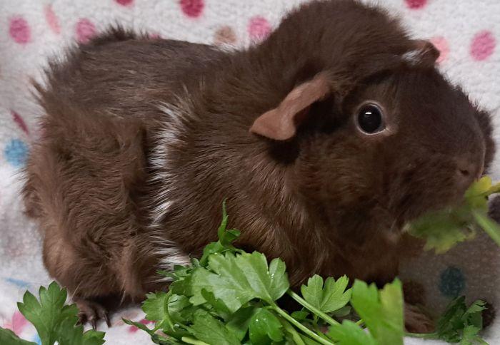 Enlarge Amaretto , an adoptable Abyssinian in Gary, IN image 2/3