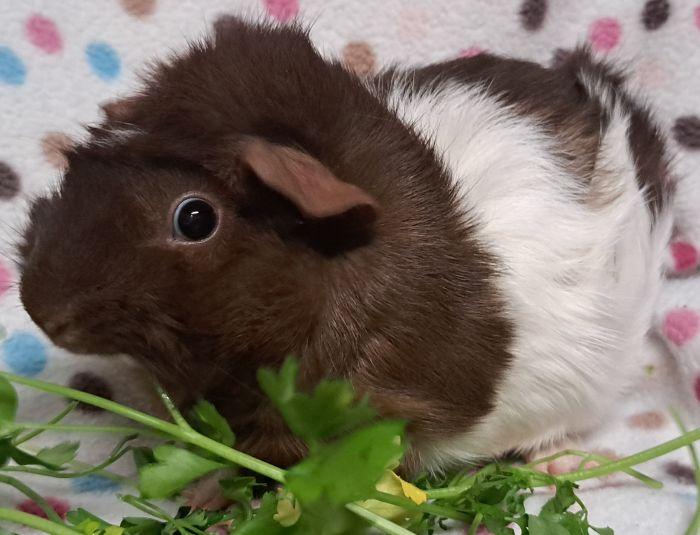 Enlarge Amaretto , an adoptable Abyssinian in Gary, IN image 3/3
