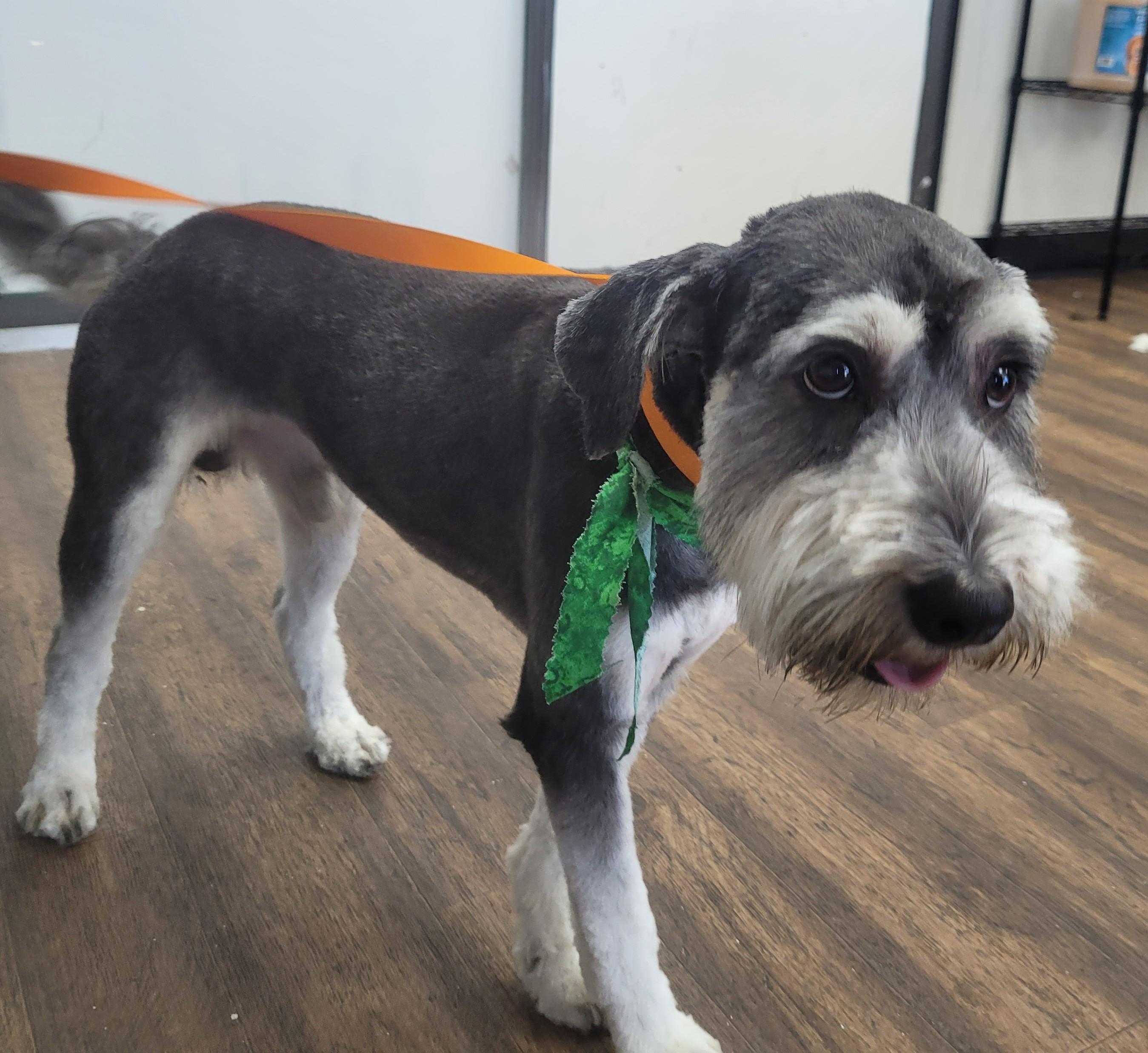 Enlarge Rex 2049, an adoptable Miniature Schnauzer in Carrollton, TX image 3/3