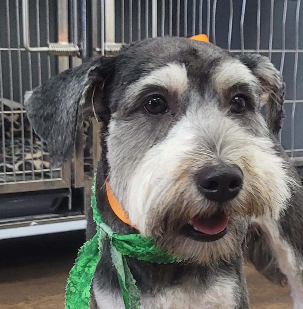 Rex 2049, adoptable, Young Male Miniature Schnauzer.