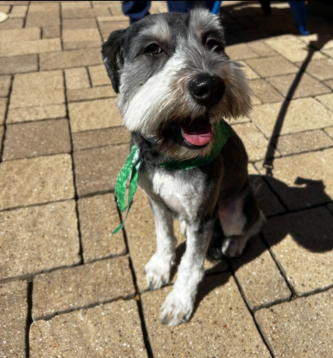 Enlarge Rex 2049, an adoptable Miniature Schnauzer in Carrollton, TX image 2/3