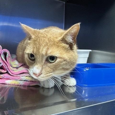 Enlarge Oscar, a Adoptable Domestic Short Hair in Coos Bay, OR image 1/2