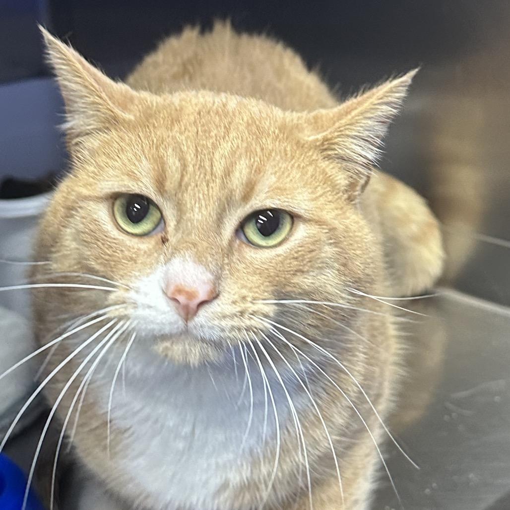 Enlarge Oscar, a Adoptable Domestic Short Hair in Coos Bay, OR image 2/2