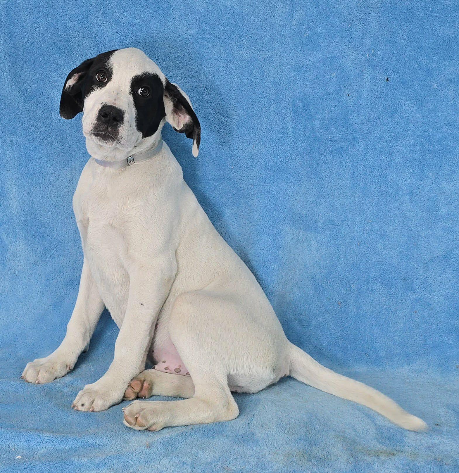 Enlarge Tybalt, a Adoptable mixed breed in Newport, TN image 3/3