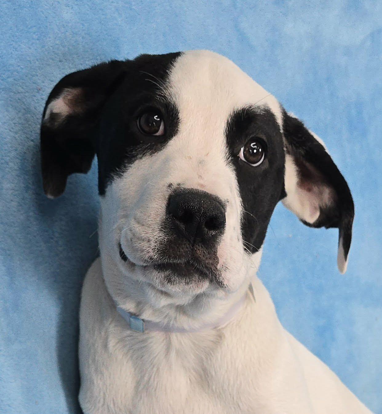 Tybalt, Adoptable, Puppy Male Boxer & Great Dane.
