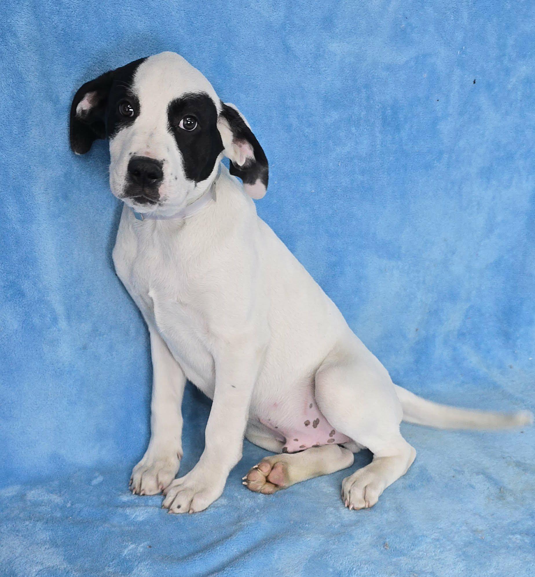 Enlarge Tybalt, a Adoptable mixed breed in Newport, TN image 2/3