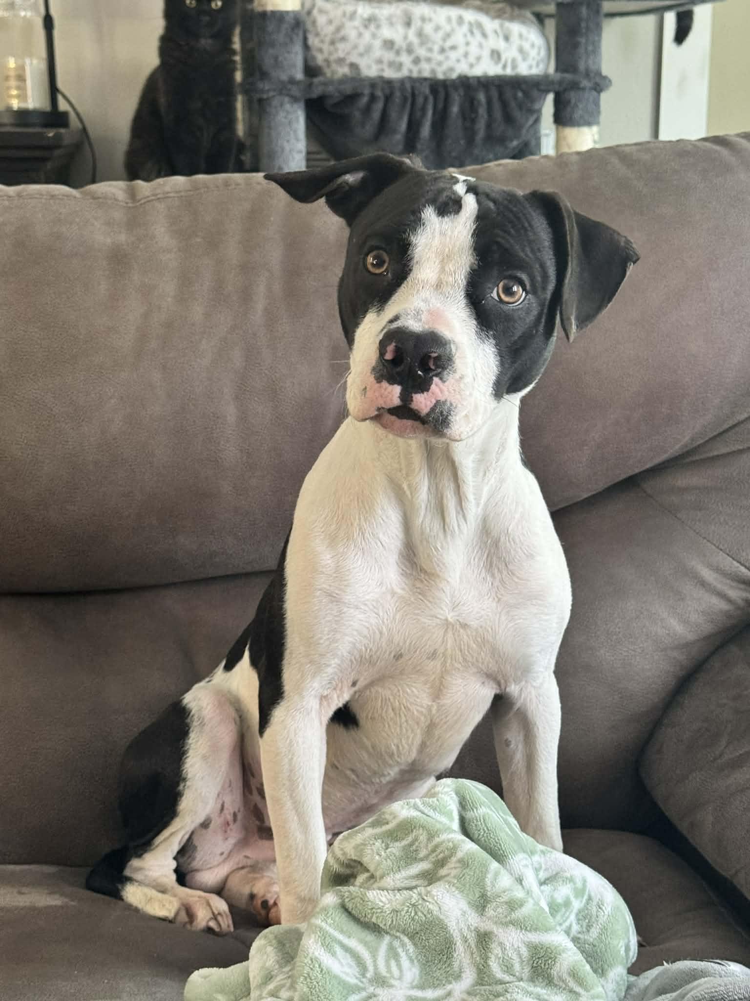 Tundra, ADOPTABLE, Puppy Male Pit Bull Terrier.