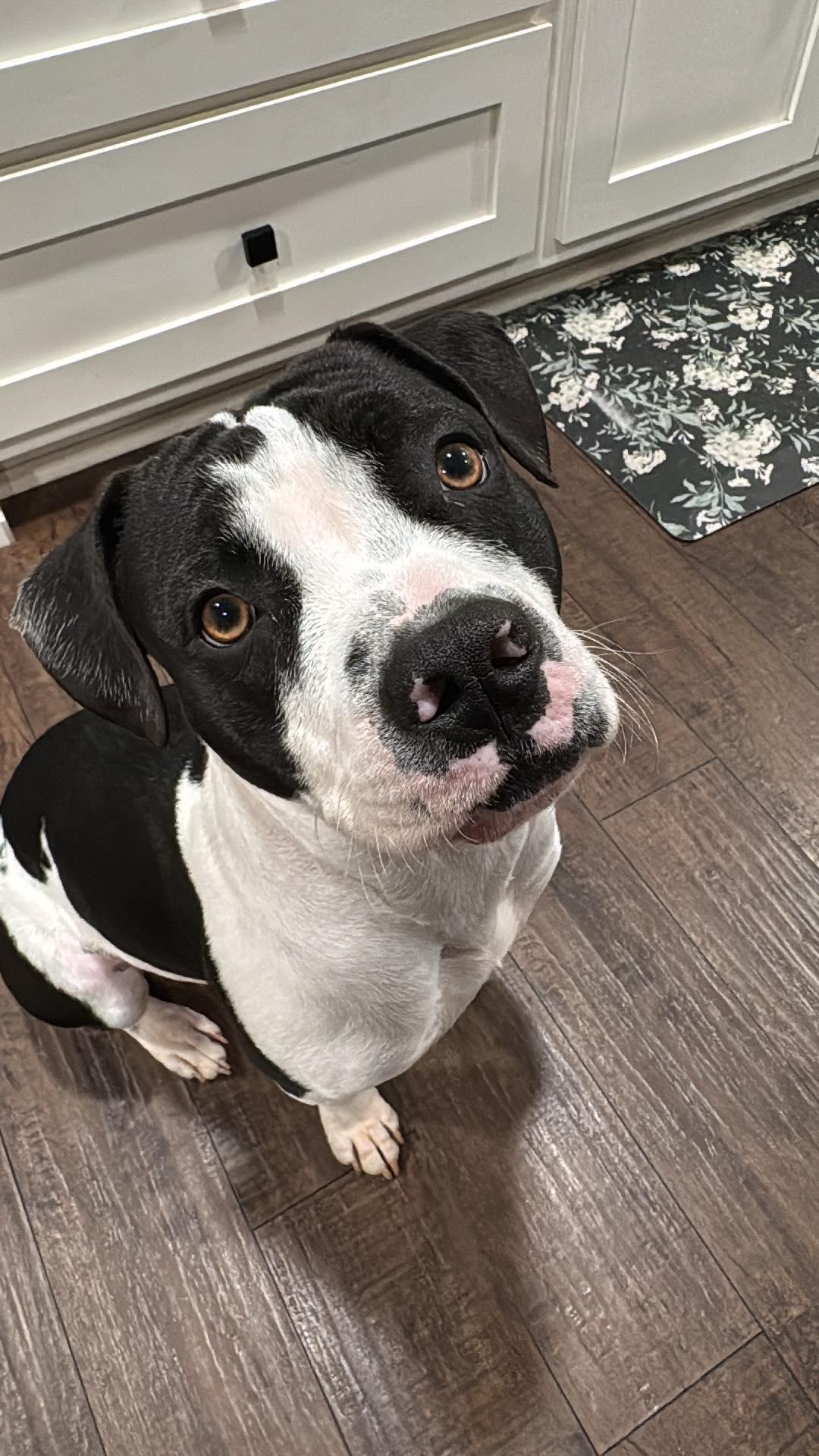 Tundra, a ADOPTABLE mixed breed in Austin, AR image 4/4