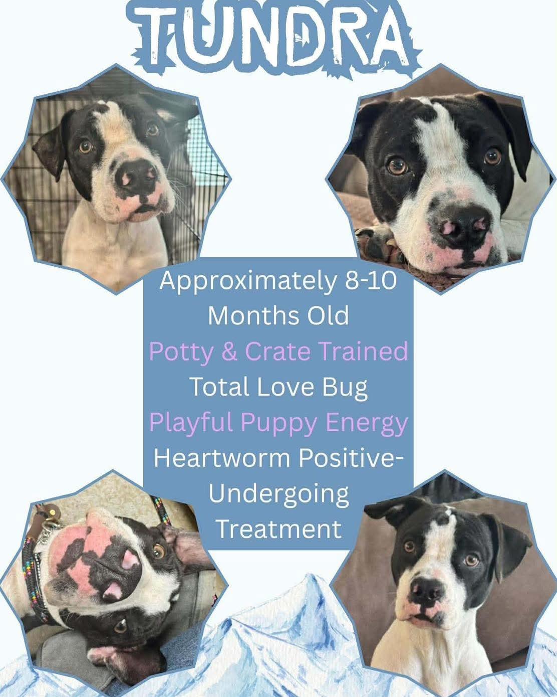 Tundra, a ADOPTABLE mixed breed in Austin, AR image 2/4