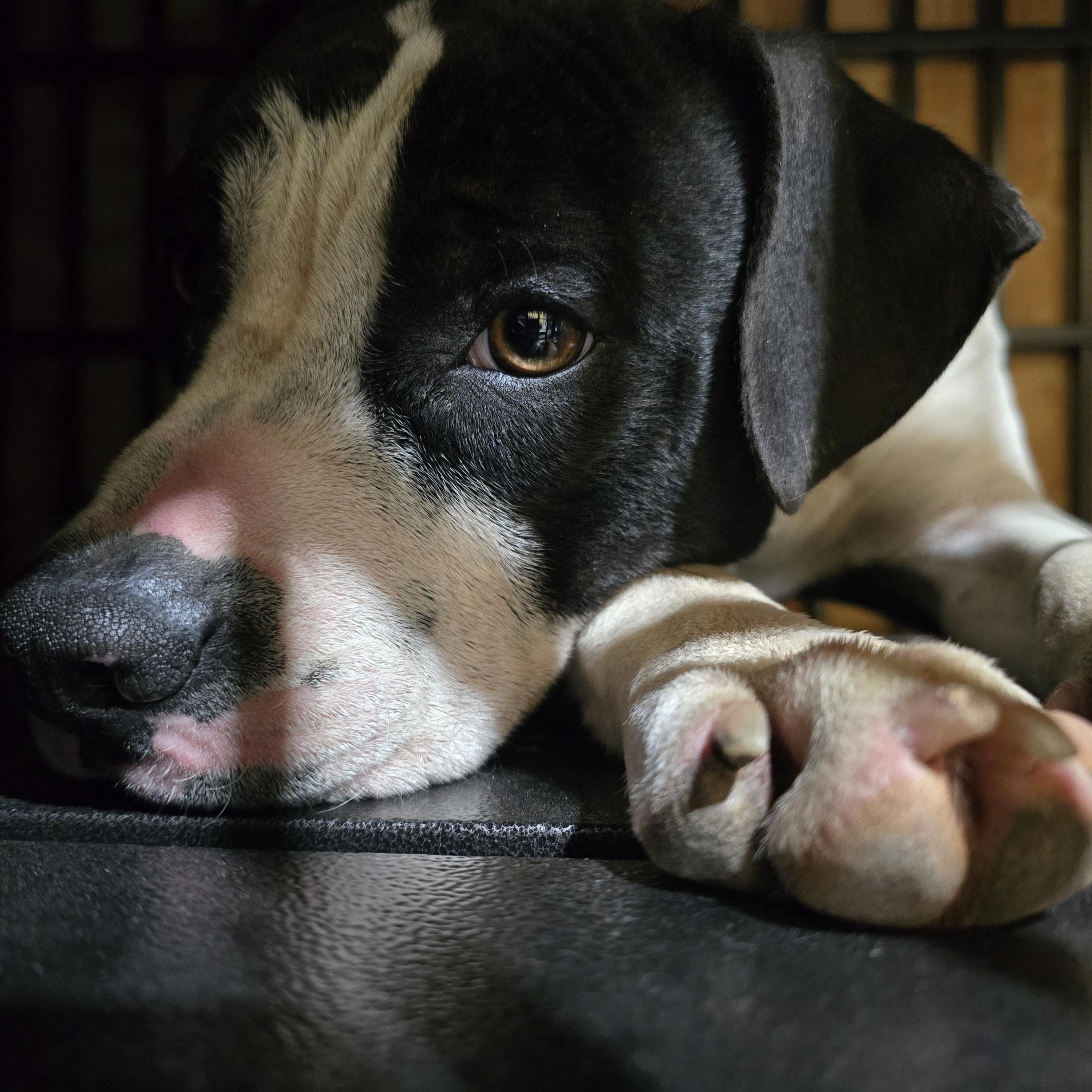 Tundra, a ADOPTABLE mixed breed in Austin, AR image 3/4