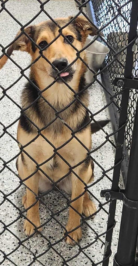 Brianna, Adoptable, Young Female Shepherd & Rottweiler.