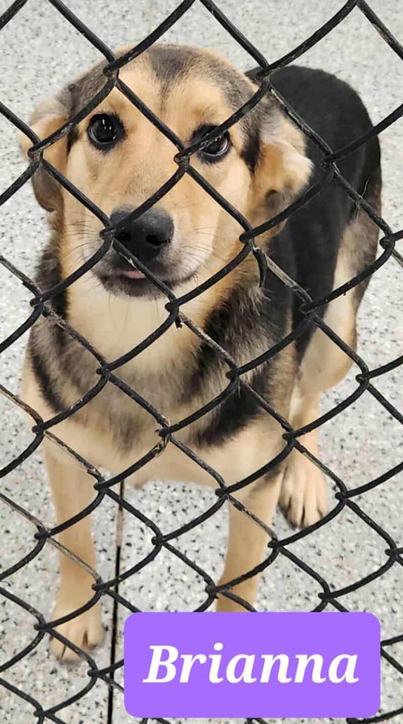 Brianna, a Adoptable mixed breed in Republic, MO image 1/2