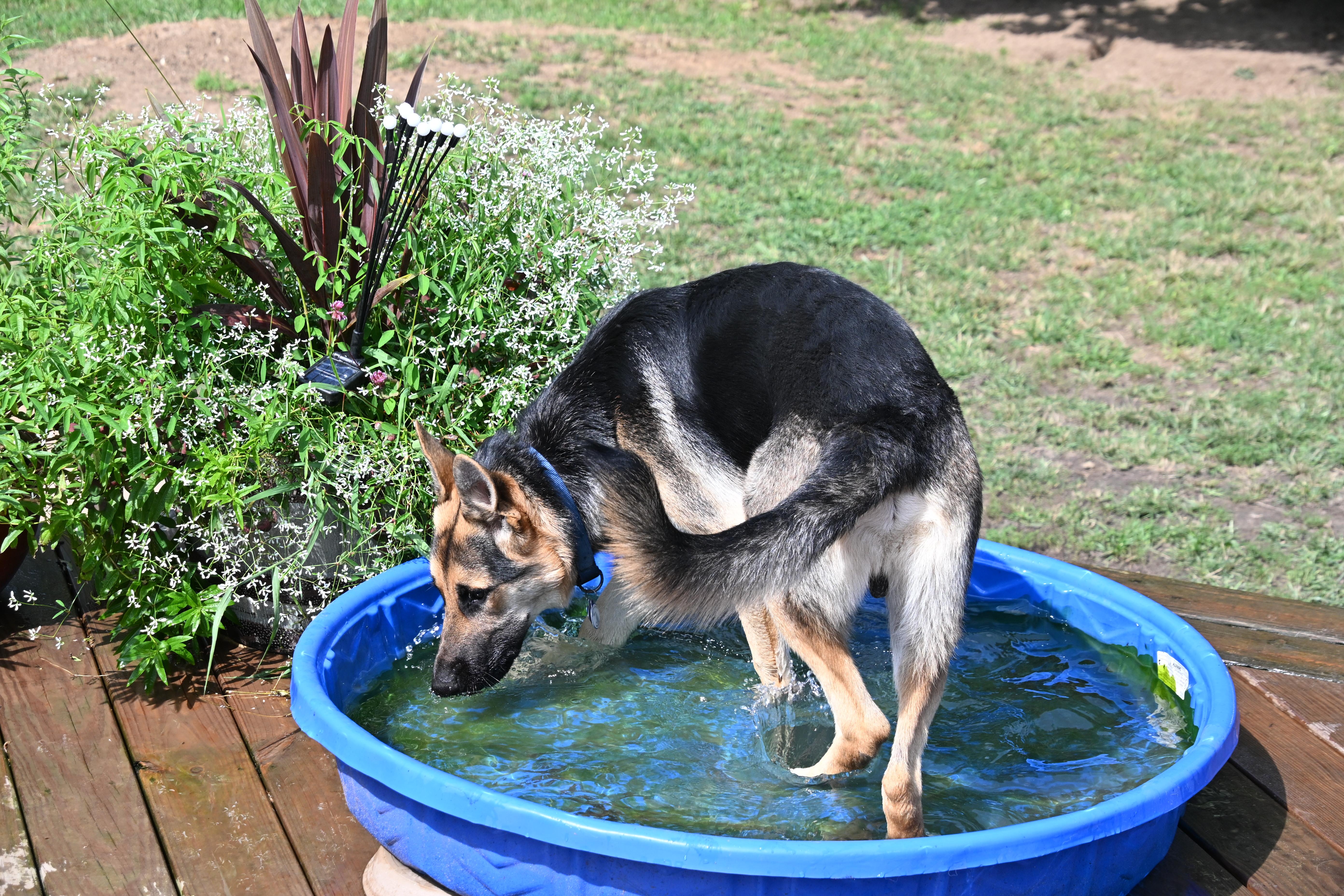 Enlarge MAX, a ADOPTABLE German Shepherd Dog in South Bend, IN image 6/6