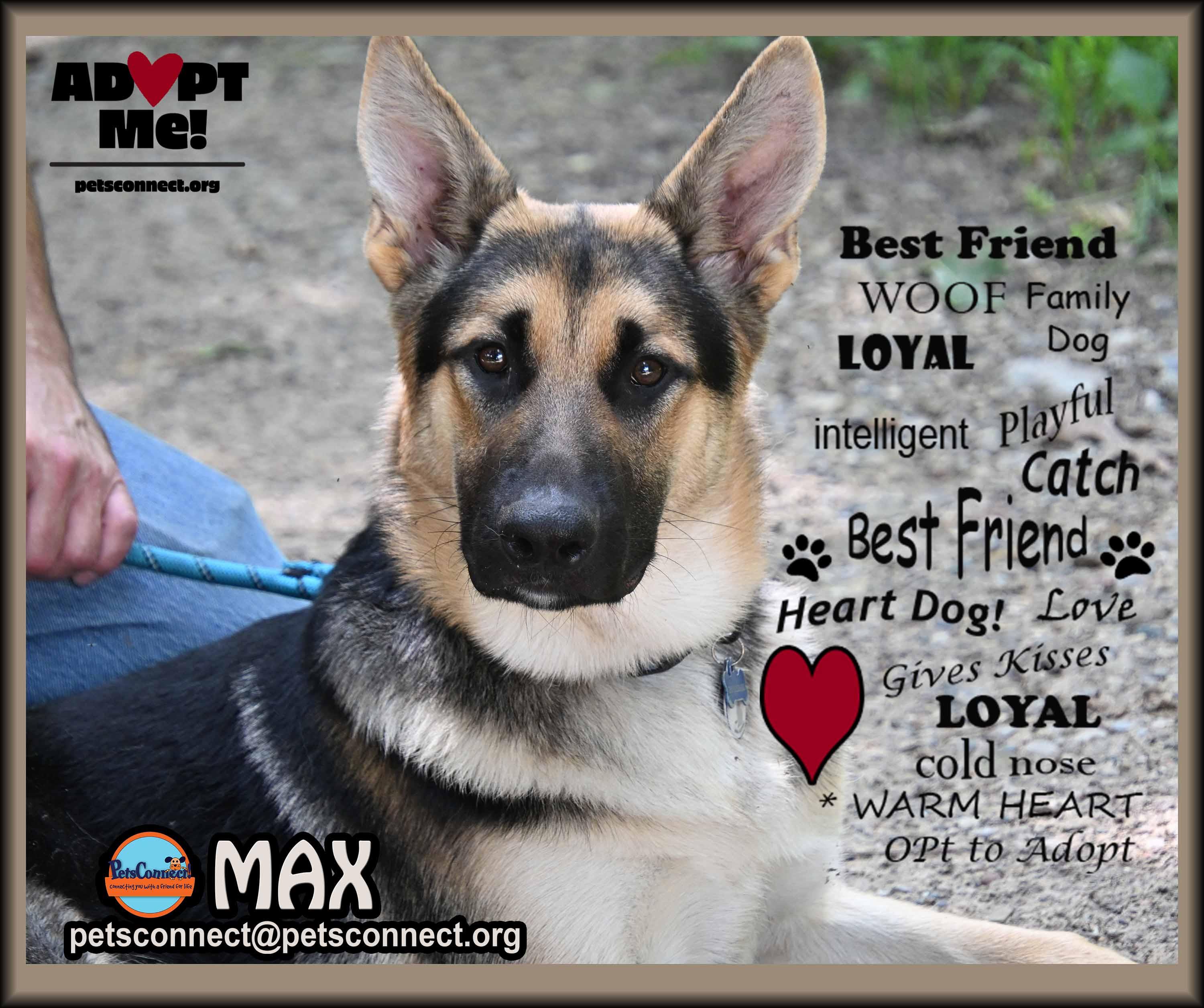 Enlarge MAX, a ADOPTABLE German Shepherd Dog in South Bend, IN image 4/6