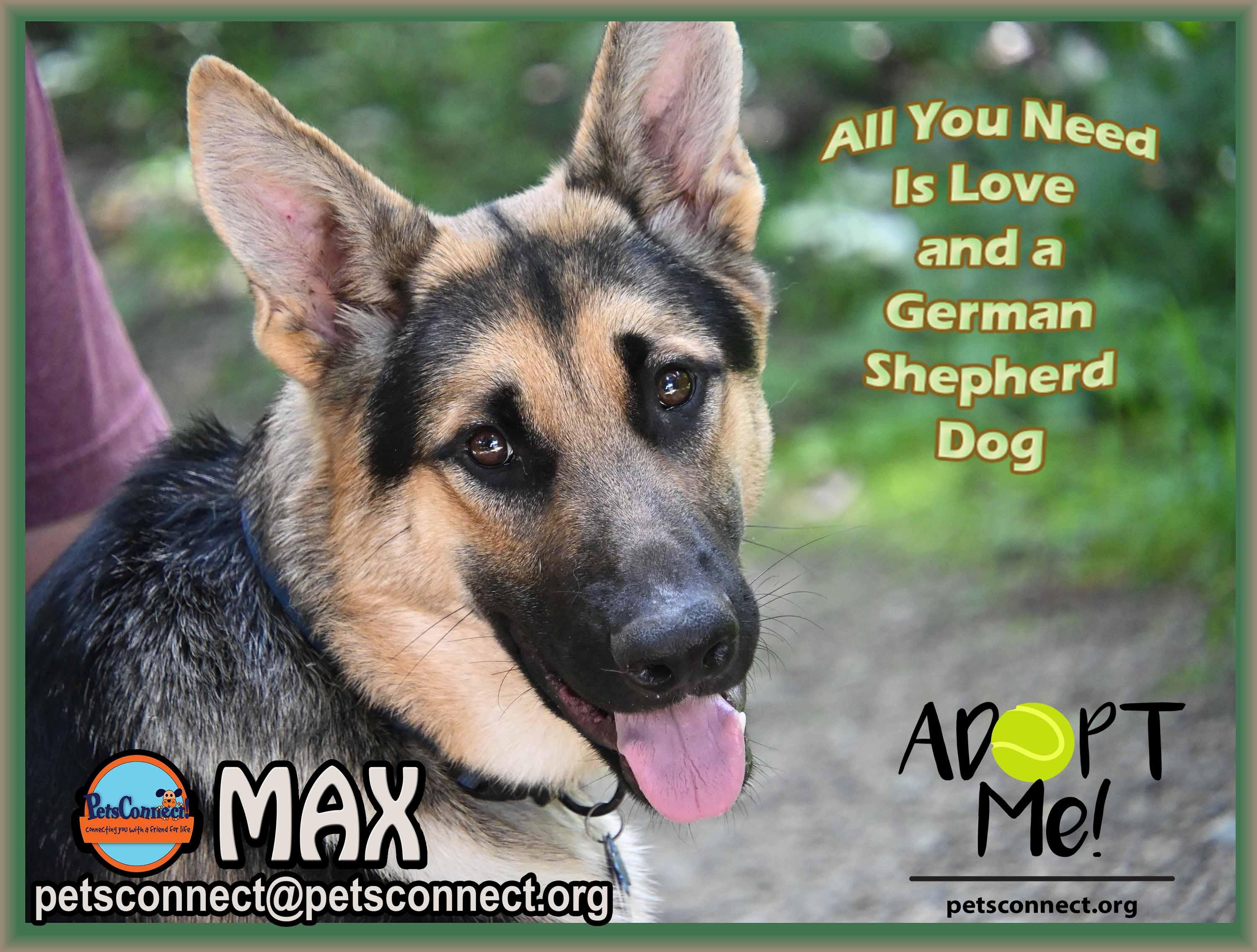 Enlarge MAX, a ADOPTABLE German Shepherd Dog in South Bend, IN image 5/6