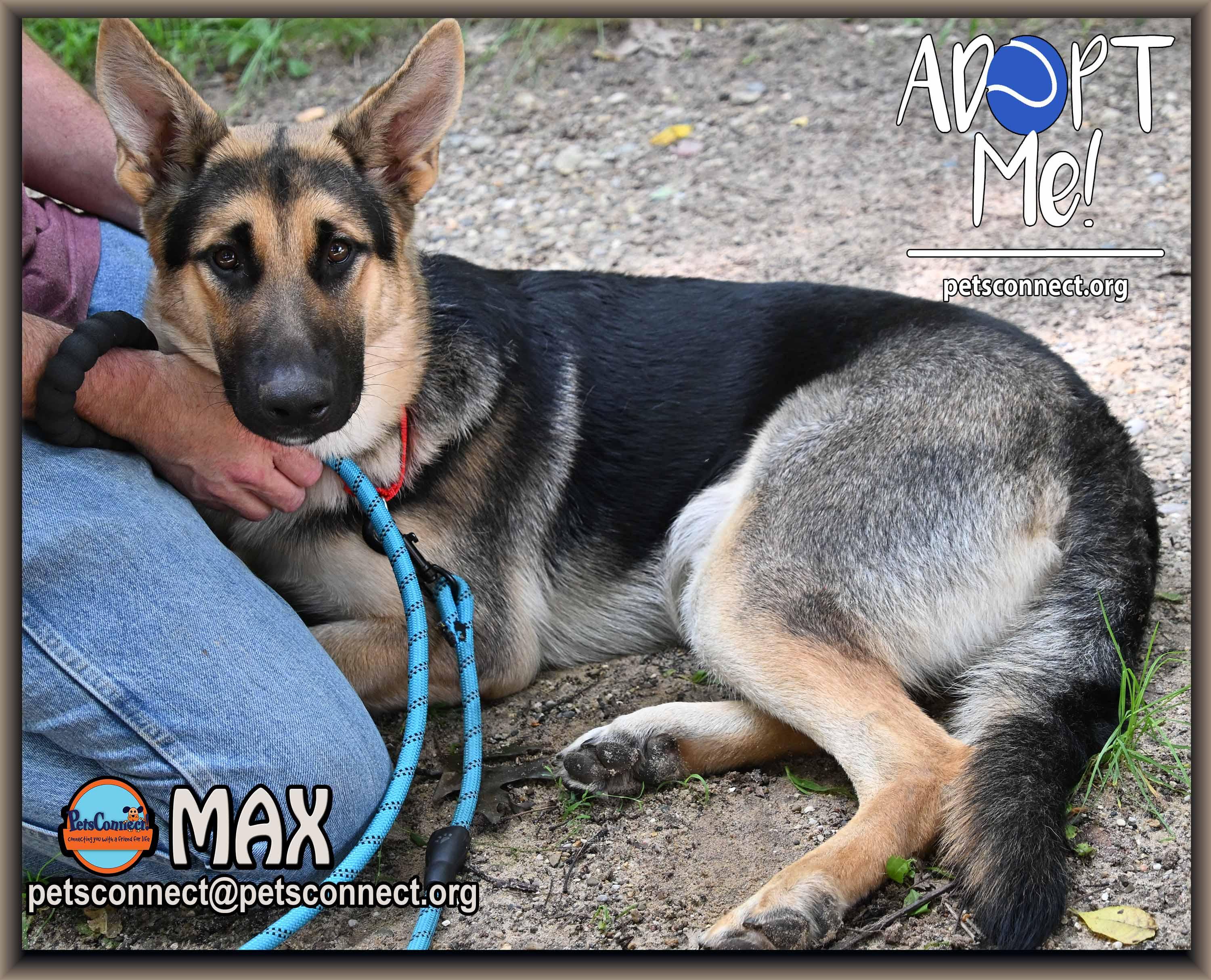 Enlarge MAX, a ADOPTABLE German Shepherd Dog in South Bend, IN image 3/6