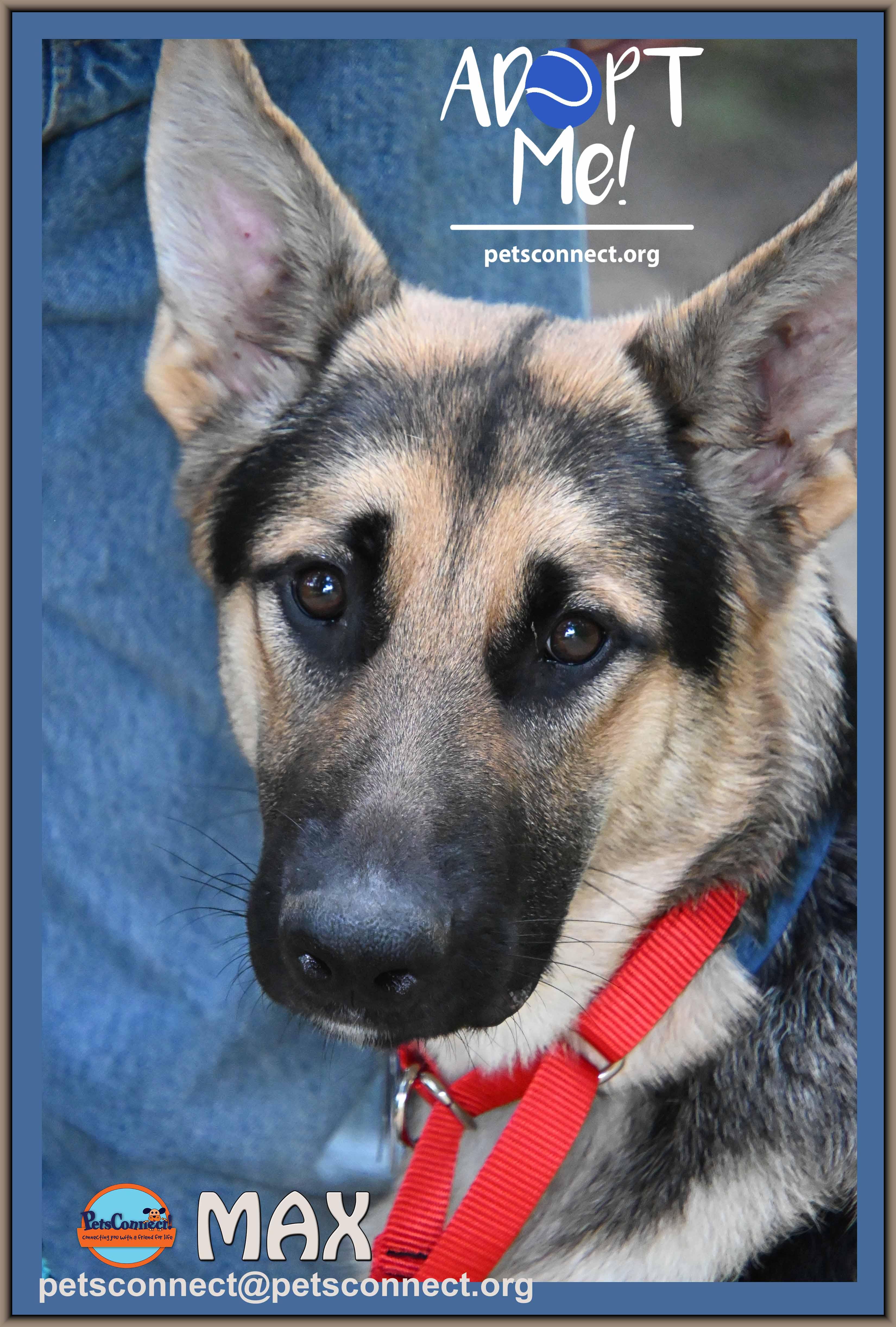 MAX, ADOPTABLE, Young Male German Shepherd Dog.