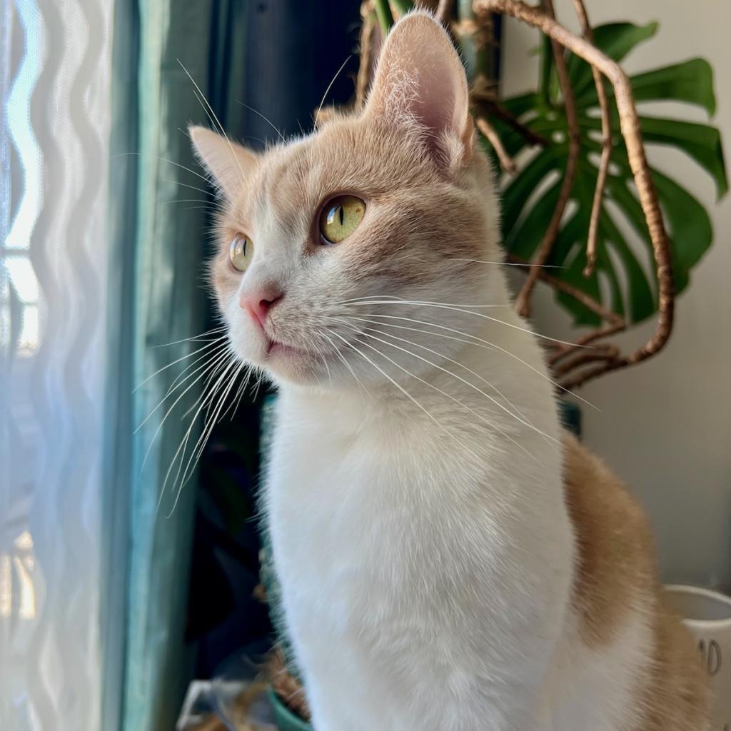 Sterling, Adoptable, Adult Male American Shorthair & American Shorthair.