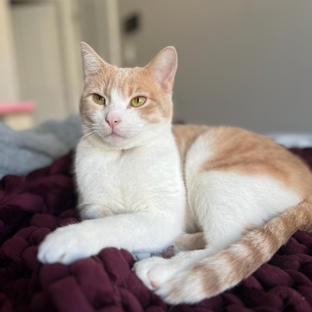Enlarge Sterling, a Adoptable mixed breed in Philadelphia, PA image 5/6