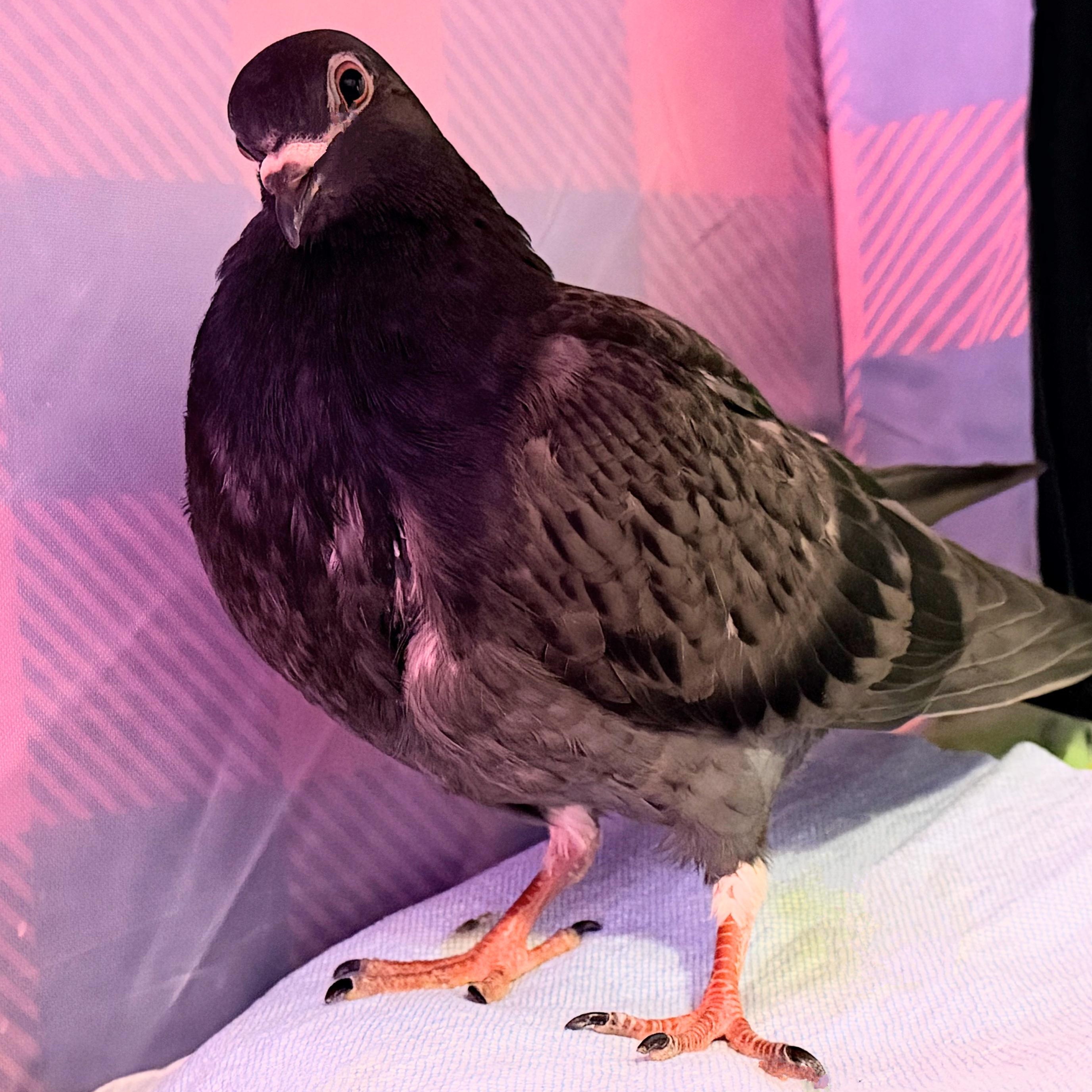 Enlarge Giorgio, a ADOPTABLE Pigeon in Chicago, IL image 1/3