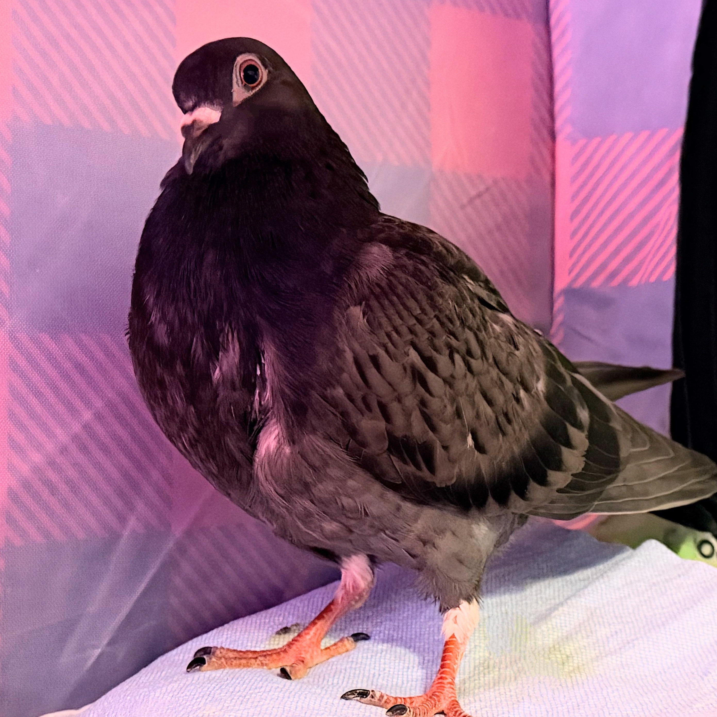 Enlarge Giorgio, a ADOPTABLE Pigeon in Chicago, IL image 2/3