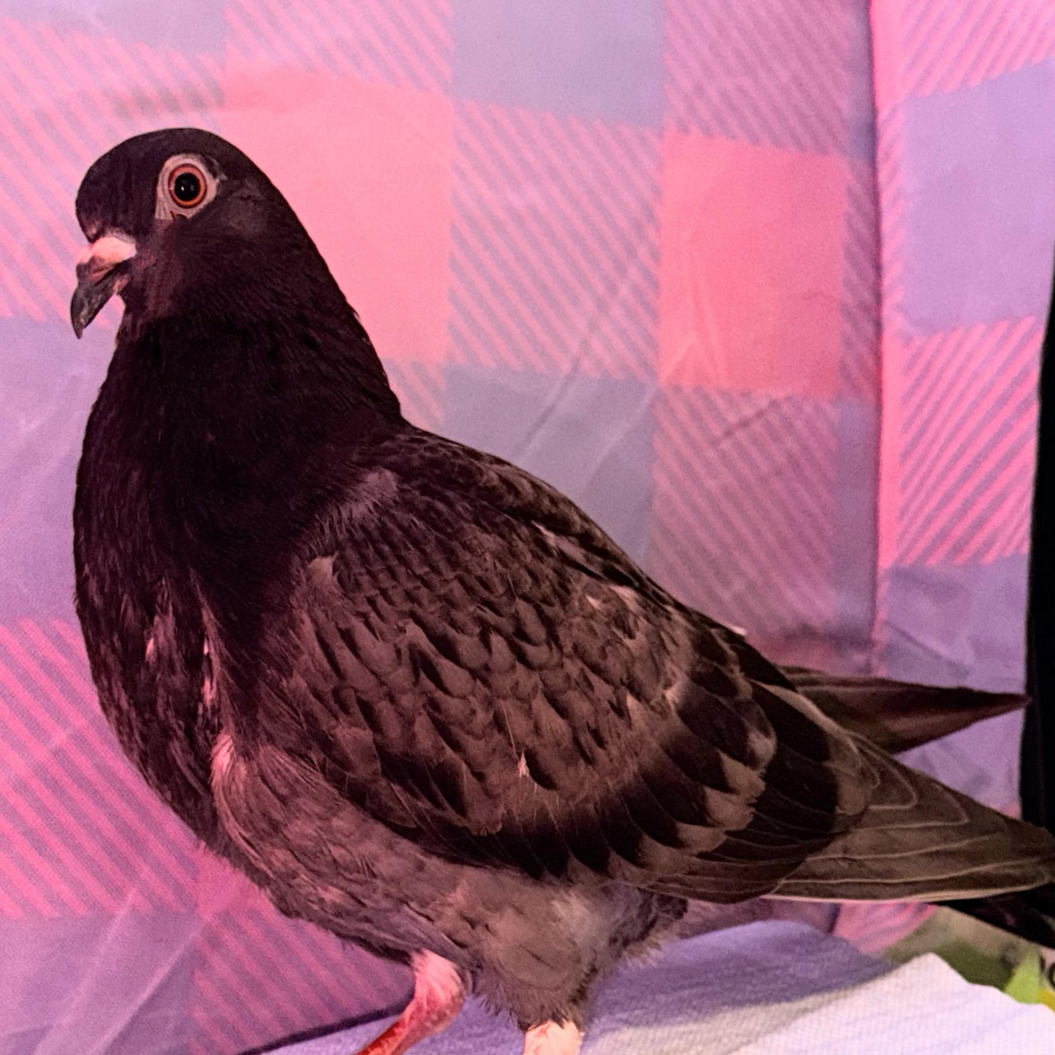 Enlarge Giorgio, a ADOPTABLE Pigeon in Chicago, IL image 3/3