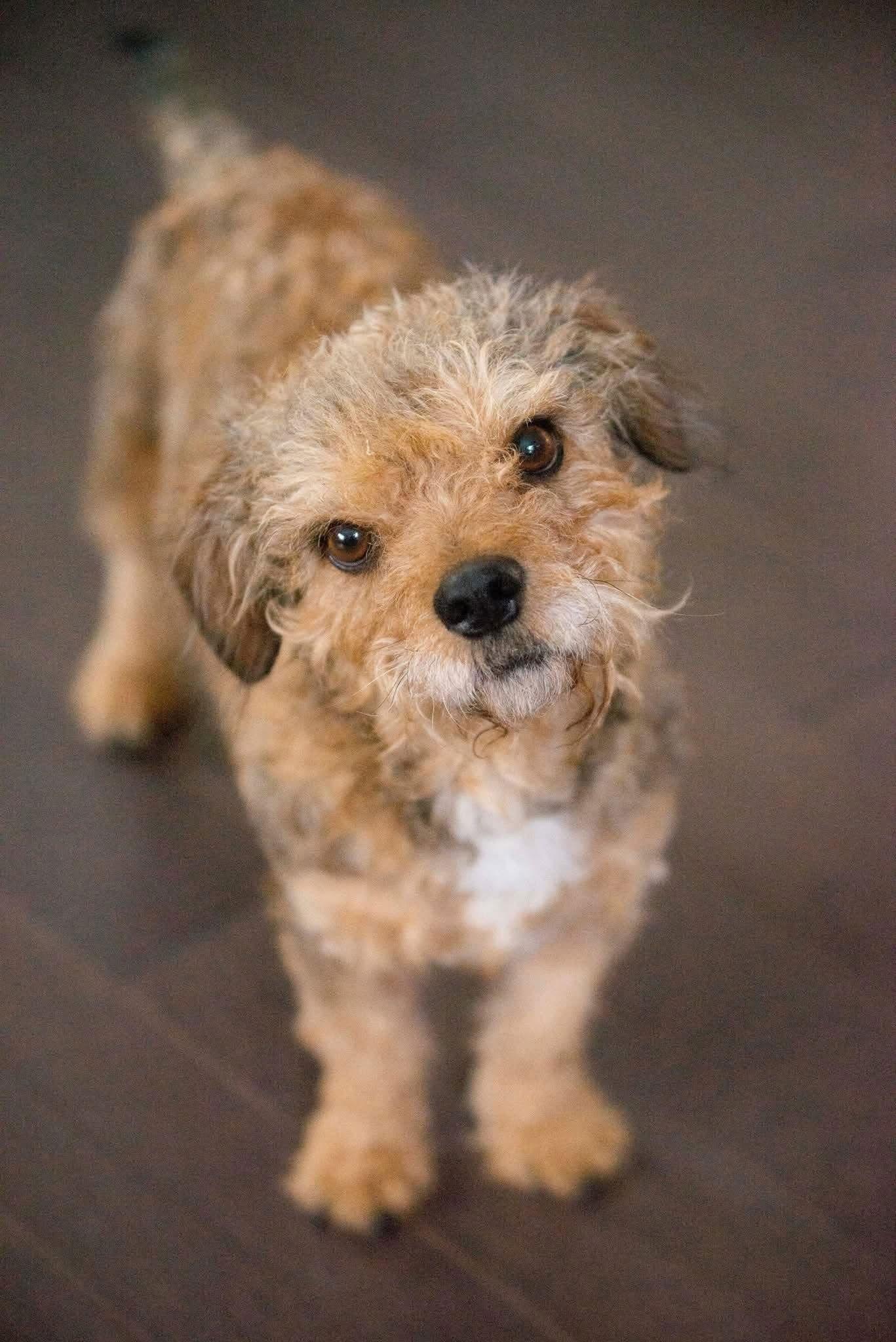 Enlarge MJ, a Adopted Poodle in Topeka, KS image 1/1