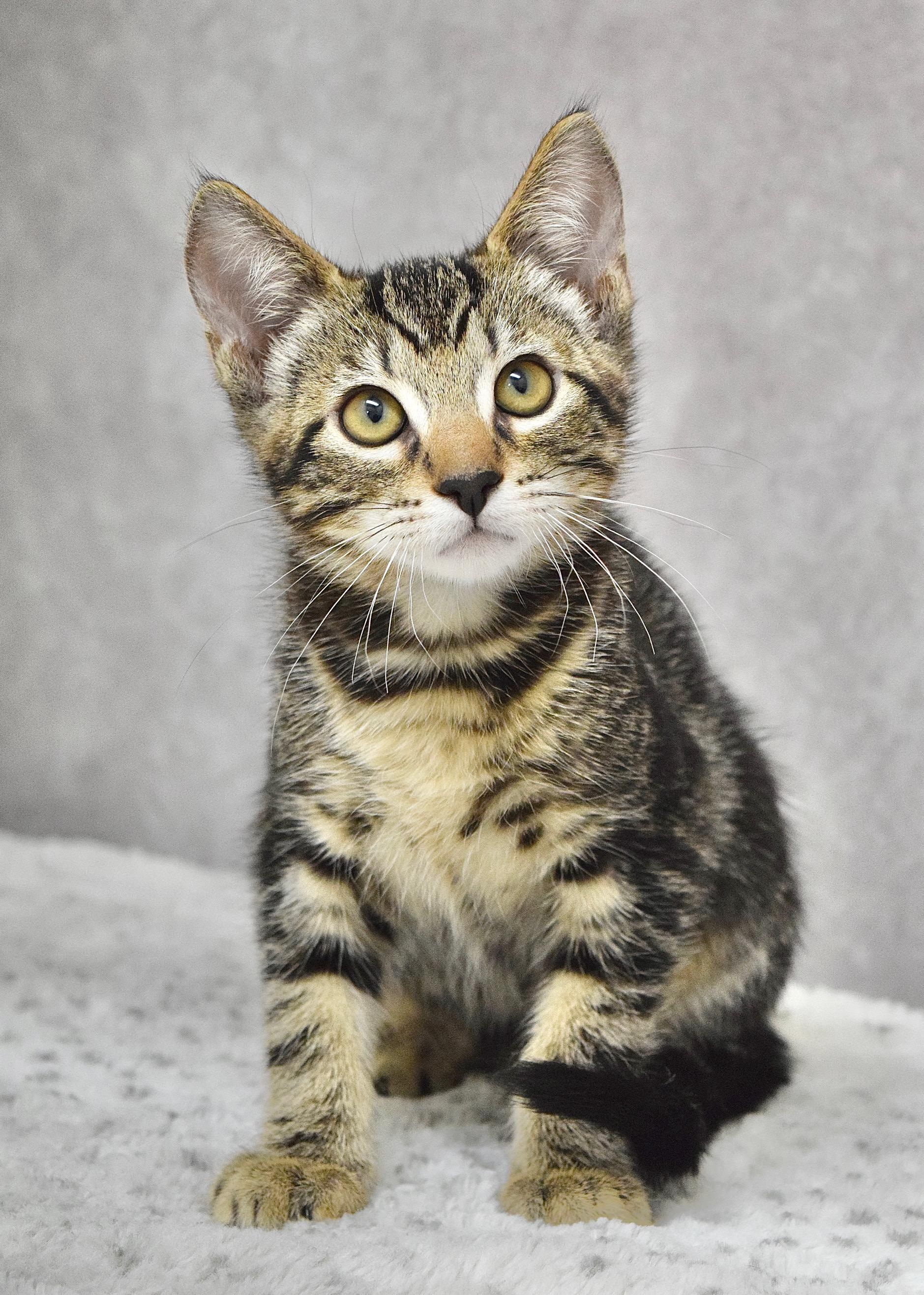 Jovana, a ADOPTABLE Domestic Short Hair in Dublin, CA image 2/3