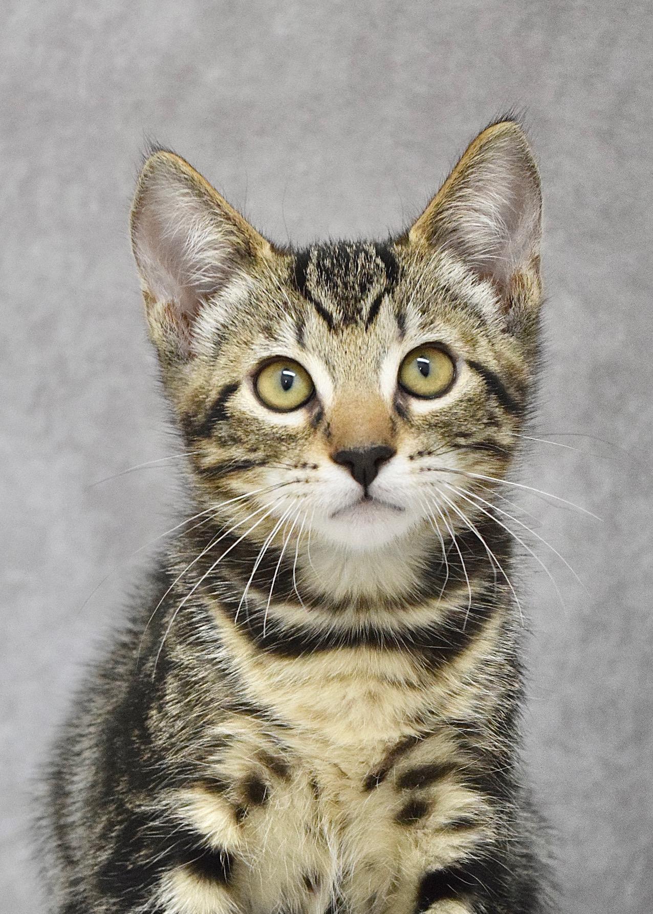 Jovana, a ADOPTABLE Domestic Short Hair in Dublin, CA image 1/3