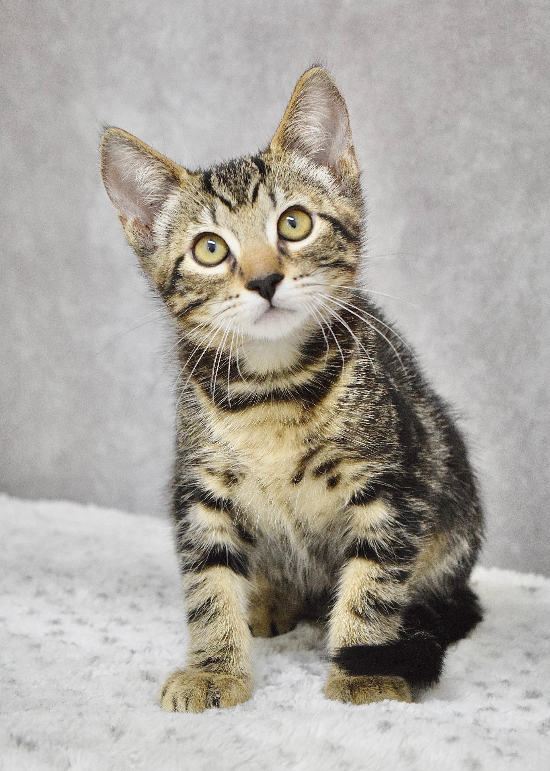 Jovana, a ADOPTABLE Domestic Short Hair in Dublin, CA image 3/3
