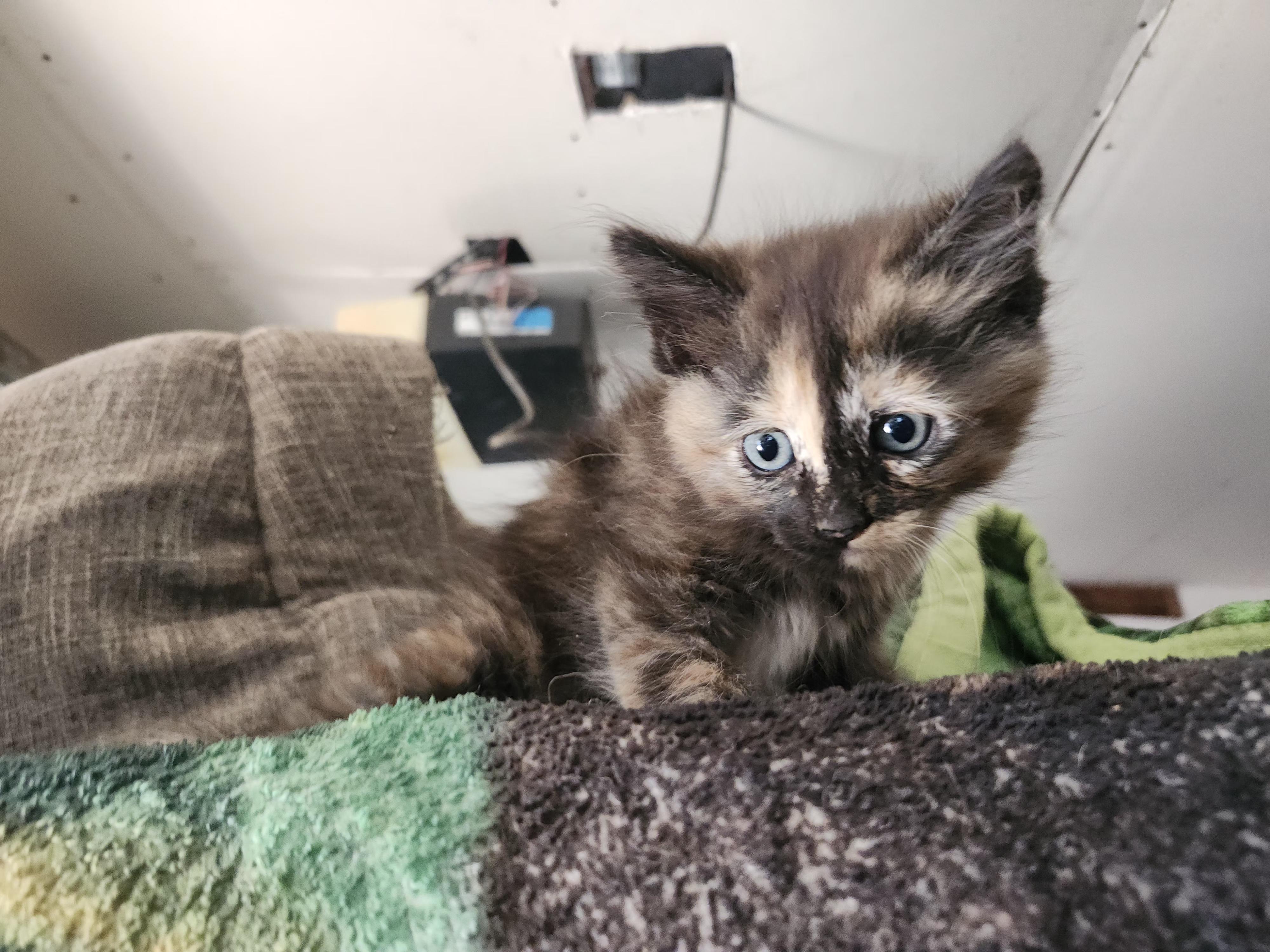 Enlarge Tessa, a ADOPTABLE Domestic Short Hair in Long Beach, CA image 2/2