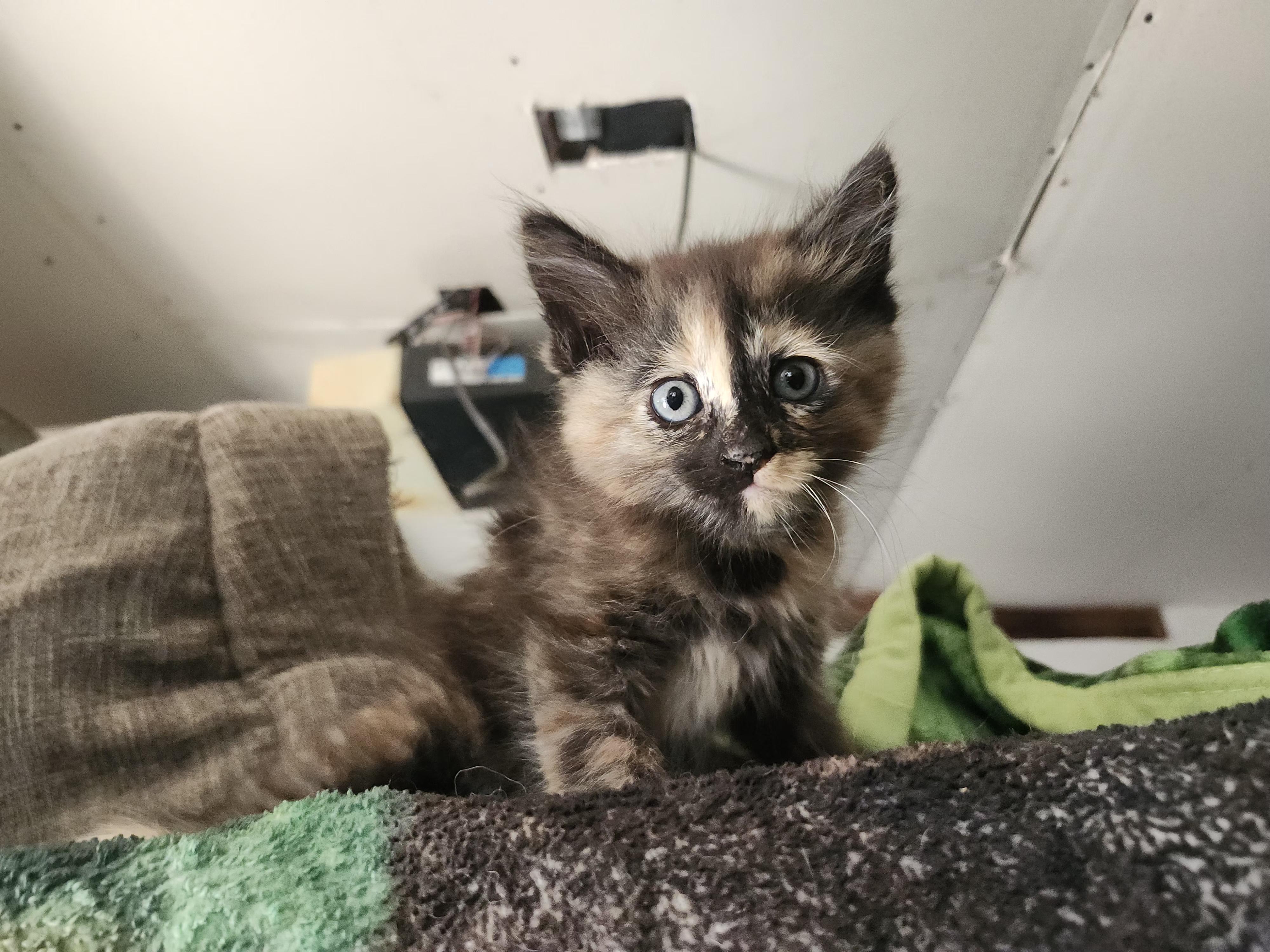 Tessa, ADOPTABLE, Kitten Female Domestic Short Hair.