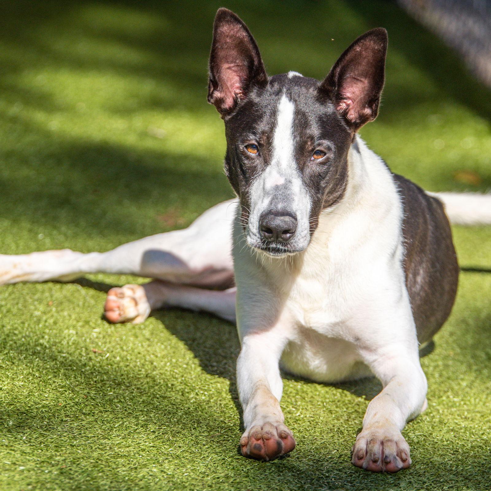 Enlarge Trooper, a Adoptable mixed breed in Hilton Head Island, SC image 1/1