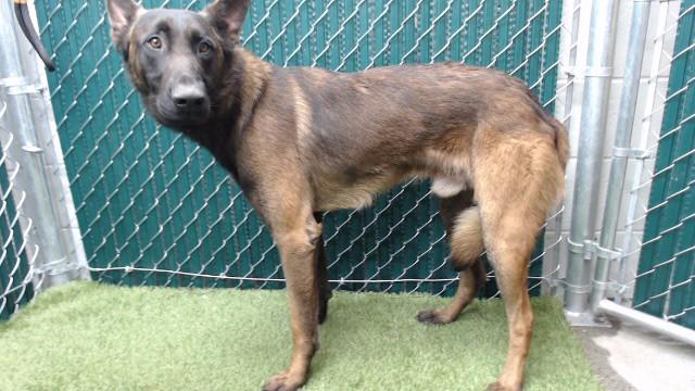 A5764736, Adoptable, Young Male Belgian Shepherd / Malinois.
