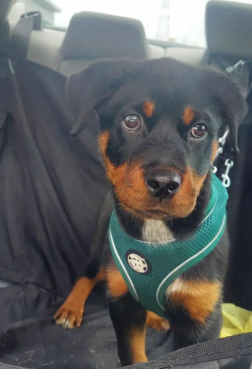 Augie, adopted, Puppy Male Rottweiler.