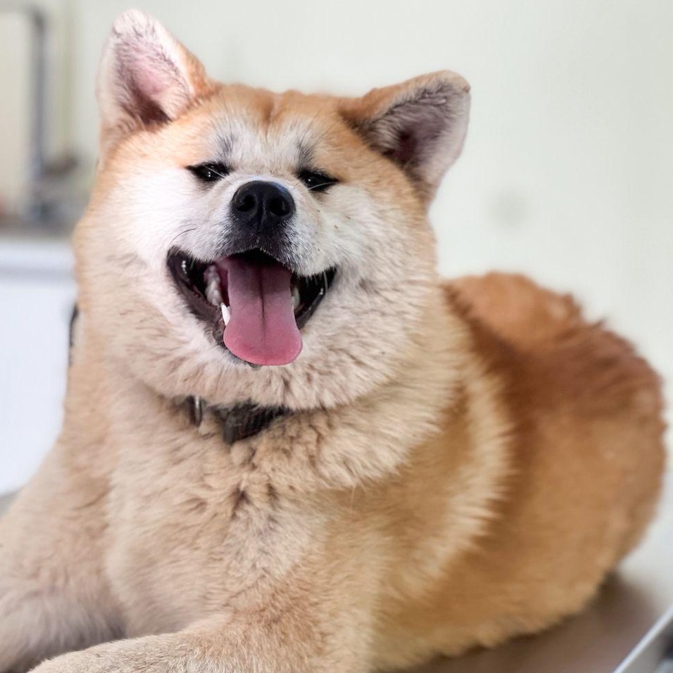 Enlarge YUKI!, a Adoptable Japanese Akita  in Glastonbury, CT image 1/6