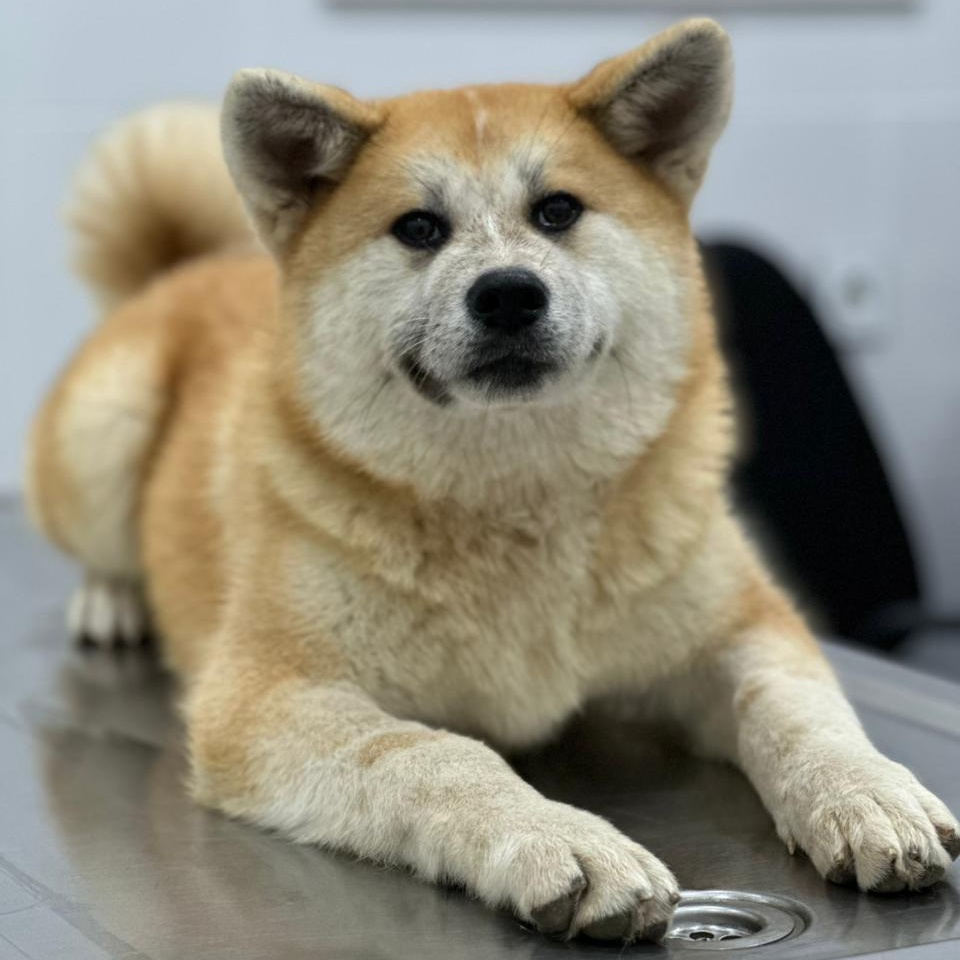 Enlarge YUKI!, a Adoptable Japanese Akita  in Glastonbury, CT image 2/6
