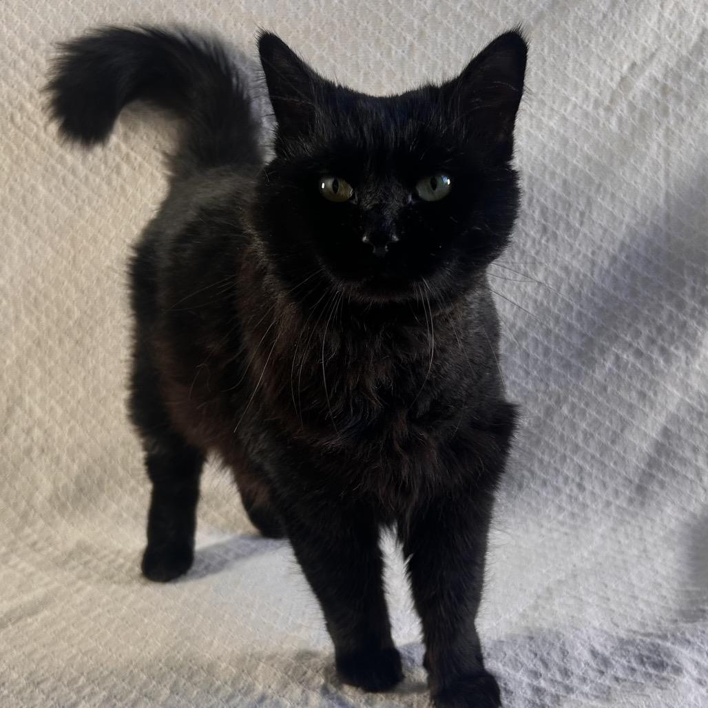 Jinx, Adoptable, Adult Male American Shorthair.