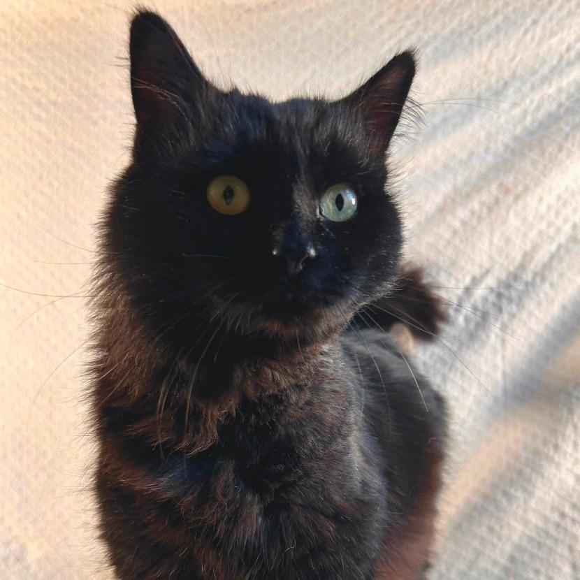 Jinx, Adoptable, Adult Male American Shorthair.