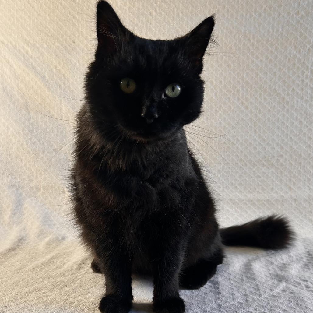 Enlarge Jinx, a Adoptable American Shorthair in Johnson City, TN image 3/4