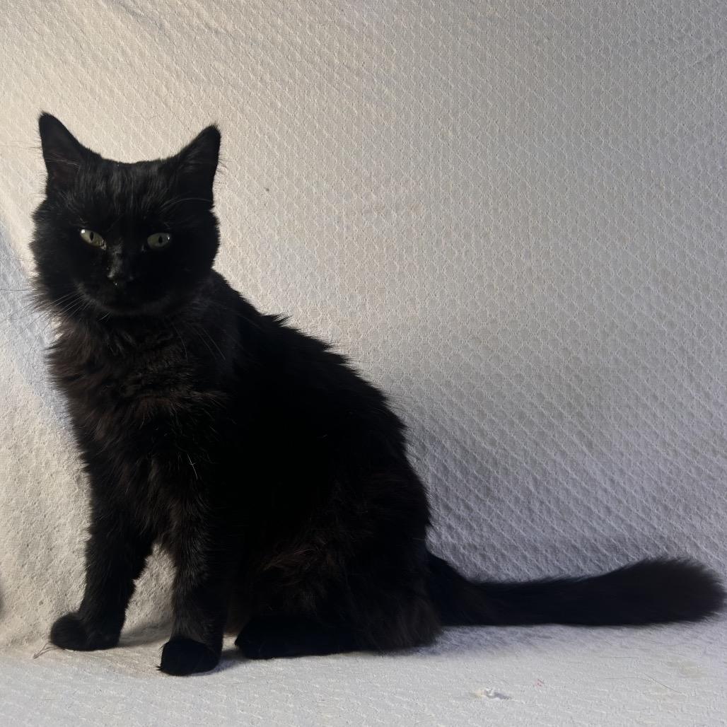 Enlarge Jinx, a Adoptable American Shorthair in Johnson City, TN image 4/4