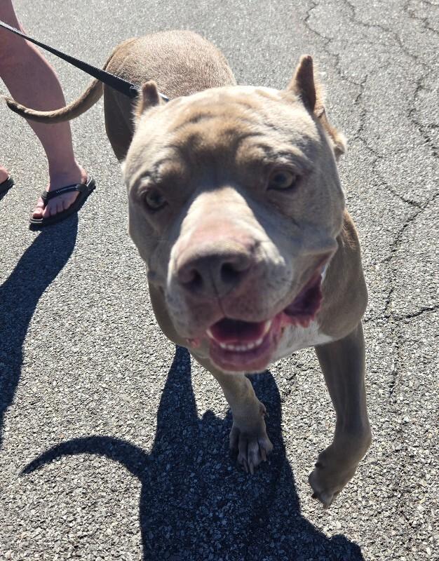 Charlotte, Adoptable, Adult Female Mixed Breed.
