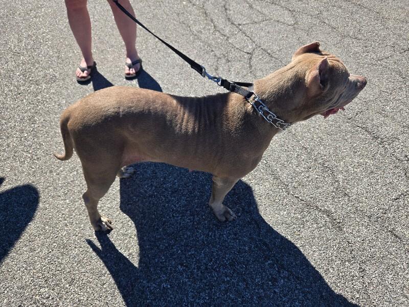 Enlarge Charlotte, a Adoptable Mixed Breed in Rochester, NY image 2/6
